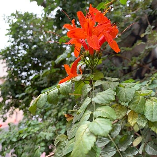 Tecomaria capensis Floare