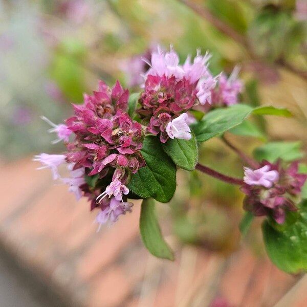 Origanum vulgare Kwiat