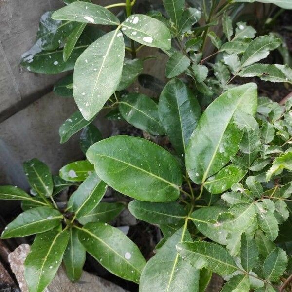 Tabebuia pallida Leaf