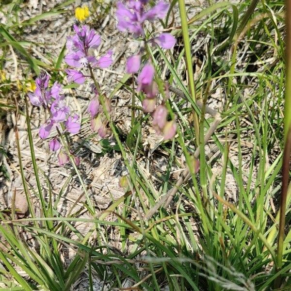 Polygala comosa Habit