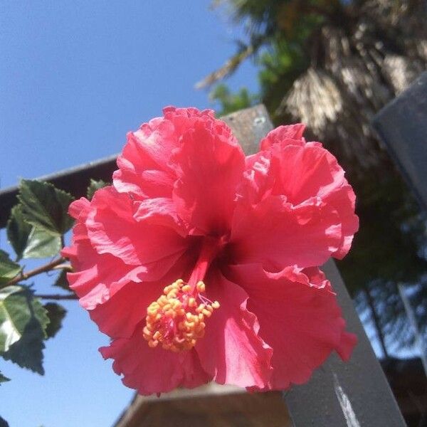 Hibiscus rosa-sinensis Blomst