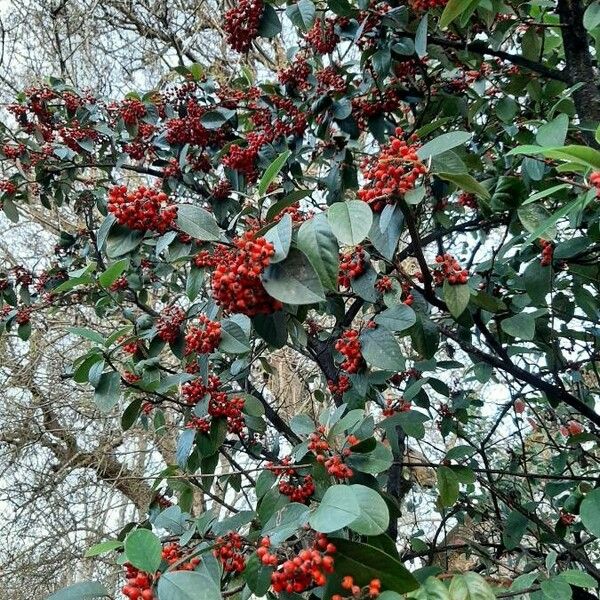 Cotoneaster coriaceus Φρούτο