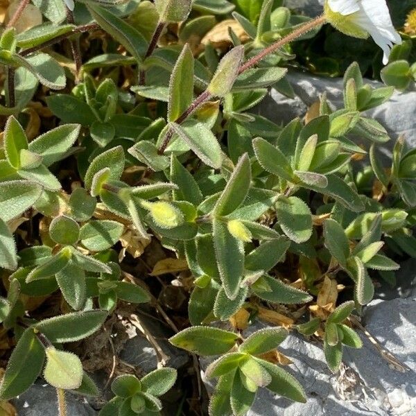 Cerastium latifolium Leaf