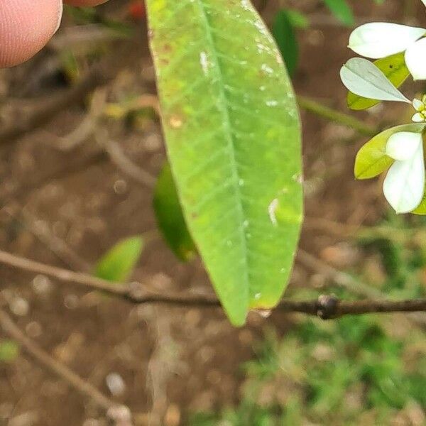 Euphorbia leucocephala 叶