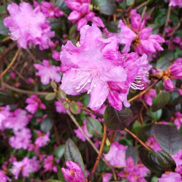 Rhododendron lapponicum ᱵᱟᱦᱟ