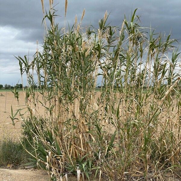 Arundo donax Leaf