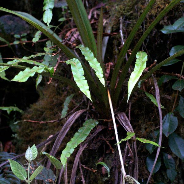 Elaphoglossum aubertii Характер