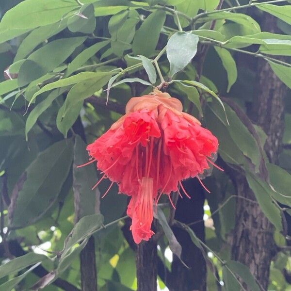 Brownea grandiceps Flower