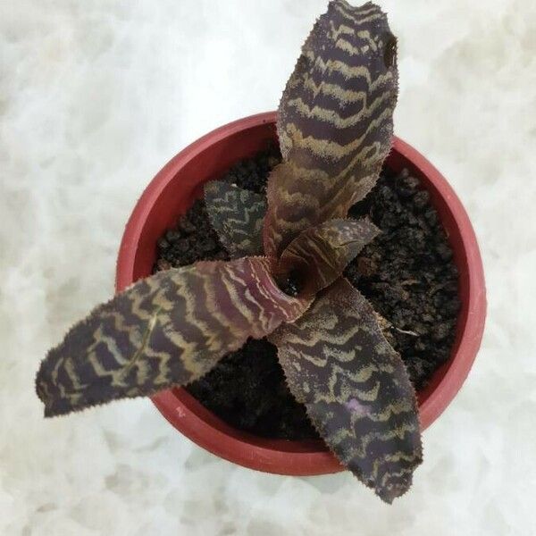 Cryptanthus zonatus Leaf