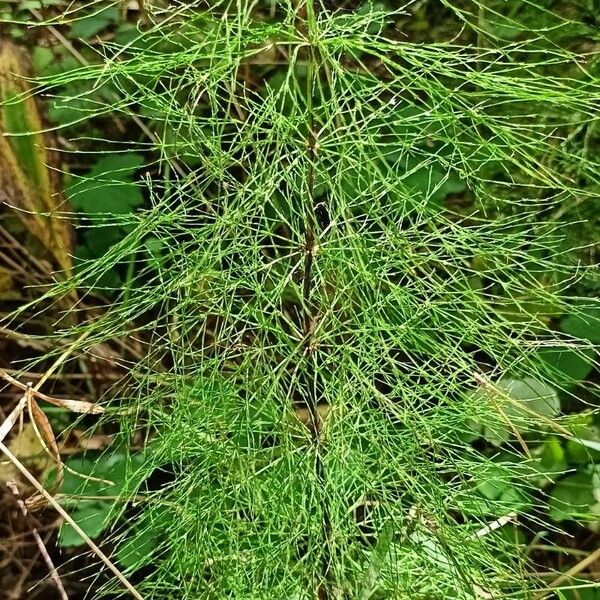 Equisetum sylvaticum List