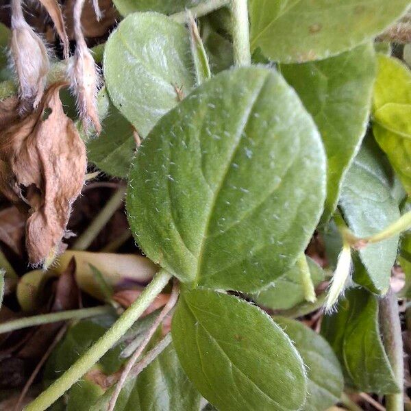 Convolvulus sabatius Folha