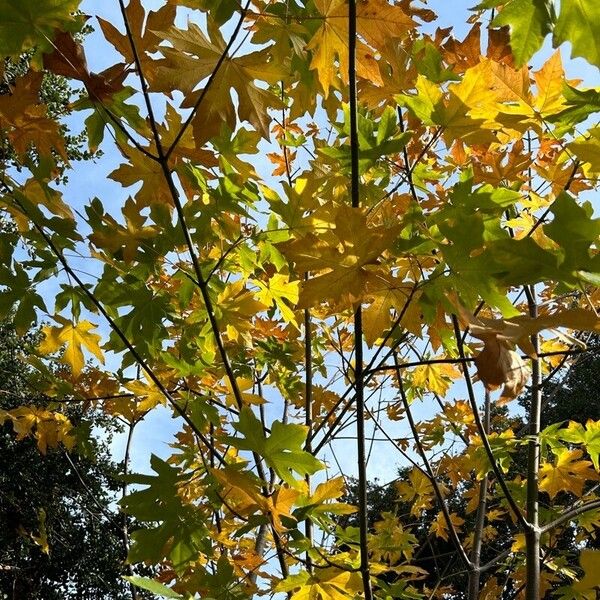 Acer macrophyllum Leaf