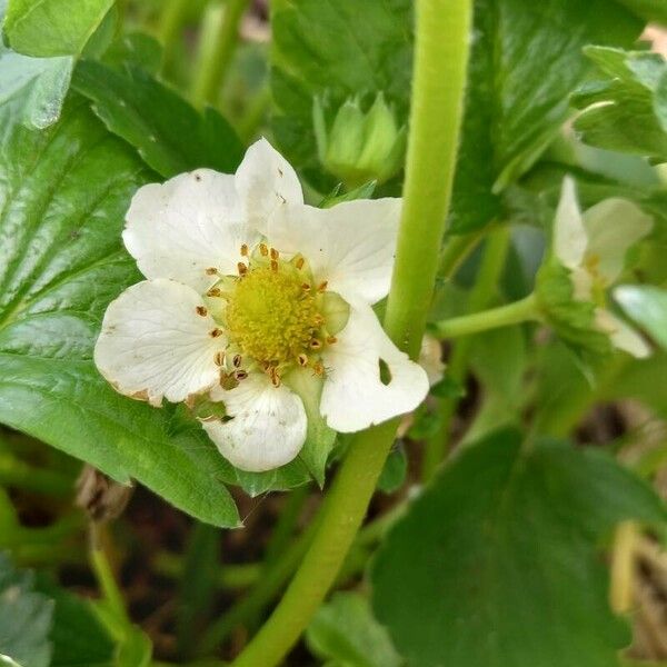 Fragaria × ananassa Flors