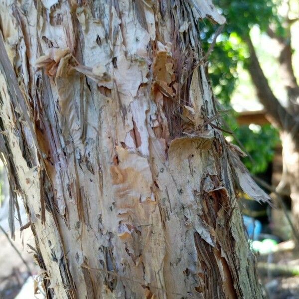 Melaleuca viridiflora Bark