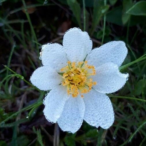 Dryas octopetala Blüte