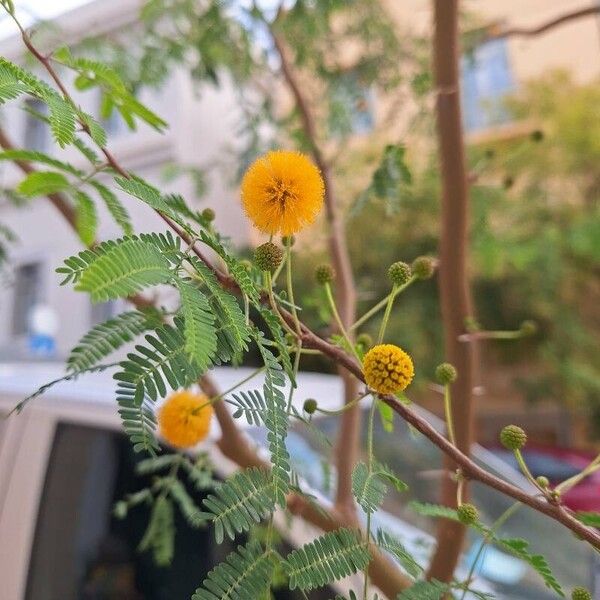 Vachellia karroo Blüte