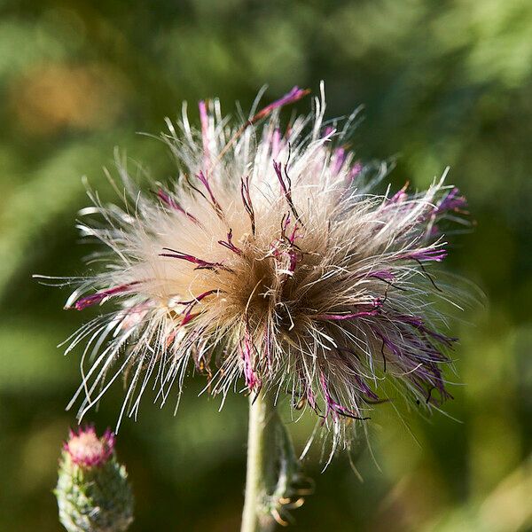 Cirsium dissectum Plod