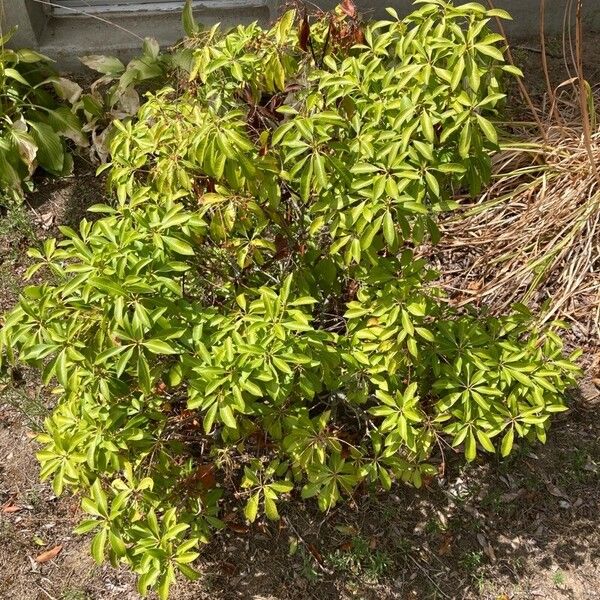 Kalmia latifolia Fuelha