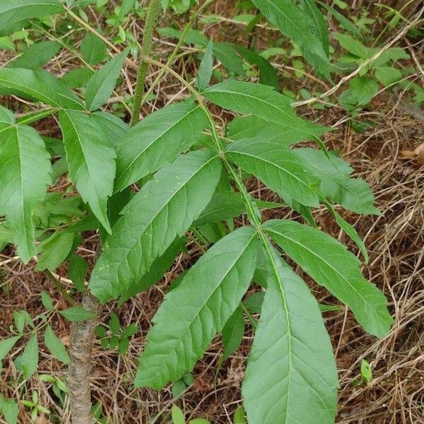 Rhus copallinum List