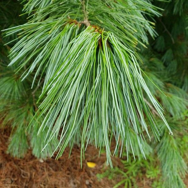 Pinus monticola পাতা