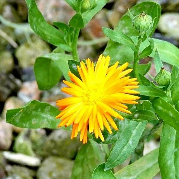 Calendula stellata Virág