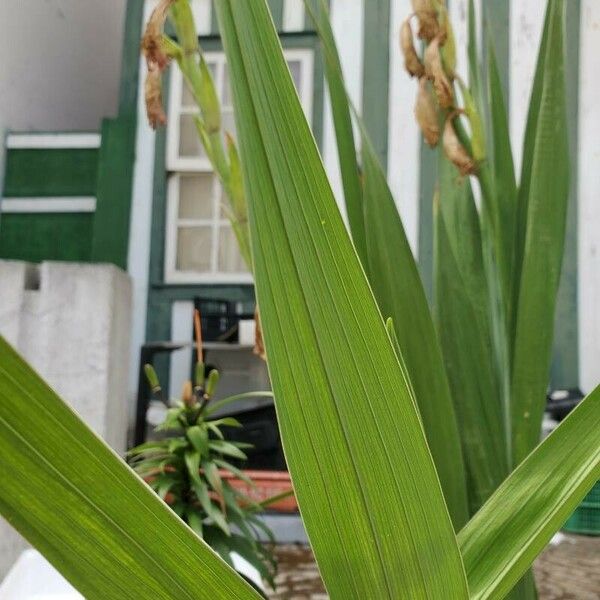 Gladiolus communis Leaf