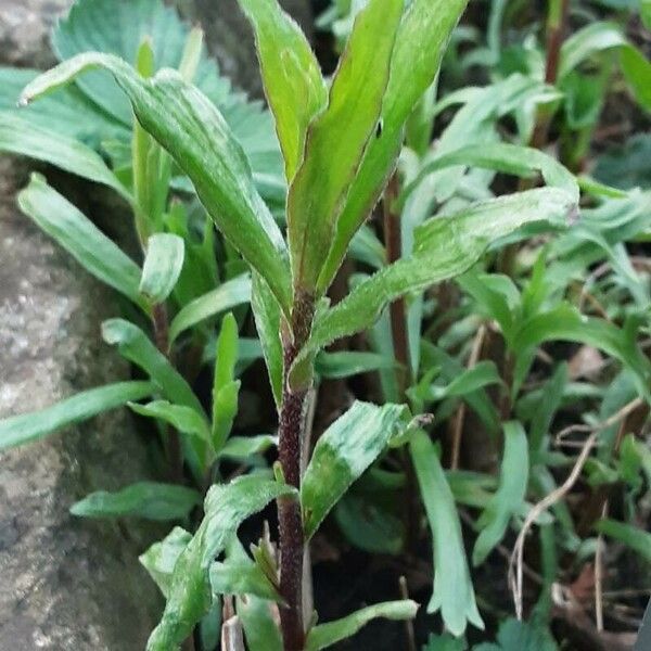 Artemisia dracunculus List