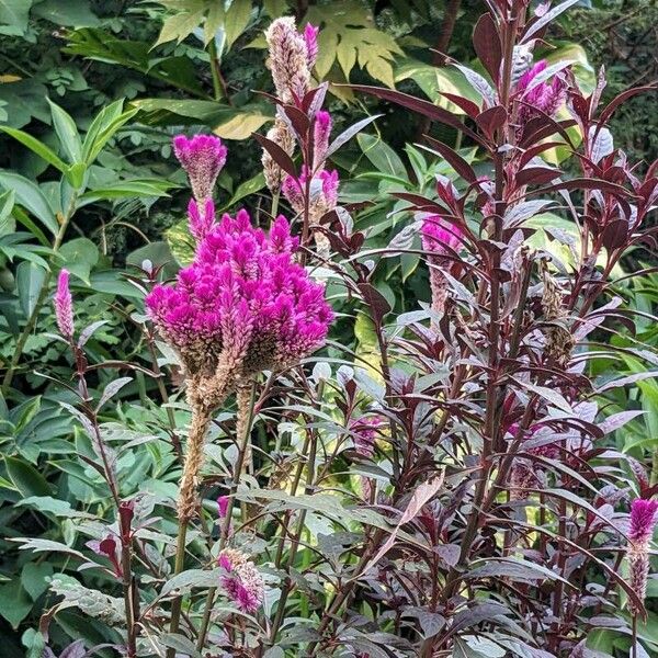 Celosia argentea Flor