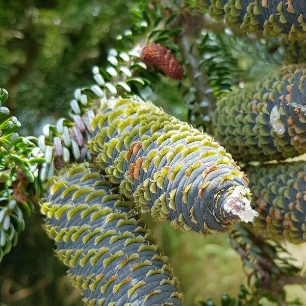 Abies koreana Hedelmä