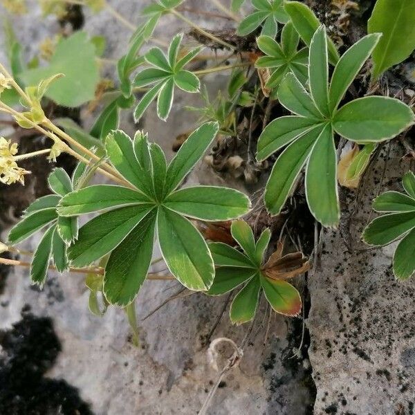 Alchemilla alpina Folio