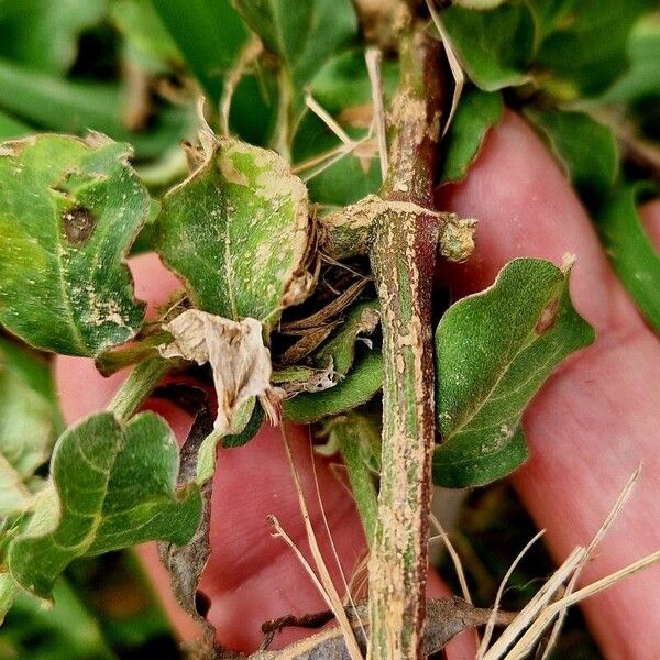 Achyranthes aspera Bark