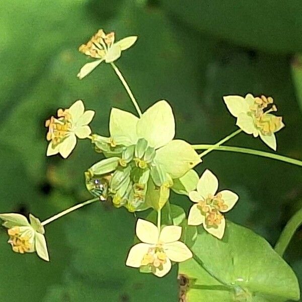 Bupleurum longifolium Fruit