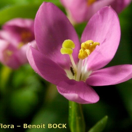 Centaurium portense Flors