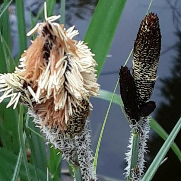 Carex acutiformis ফুল