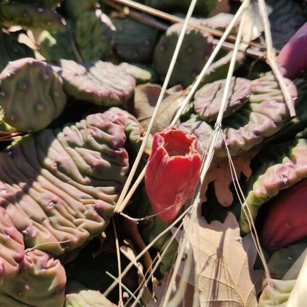 Opuntia humifusa 果実