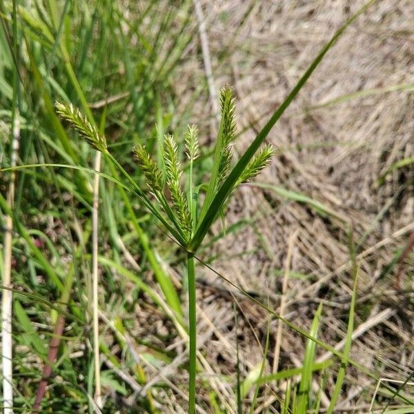 Cyperus cyperinus Flower