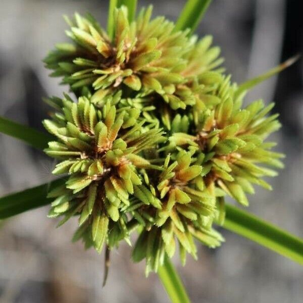 Cyperus eragrostis Flower