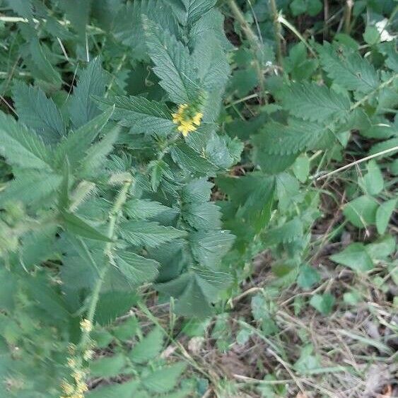 Agrimonia procera Blomst