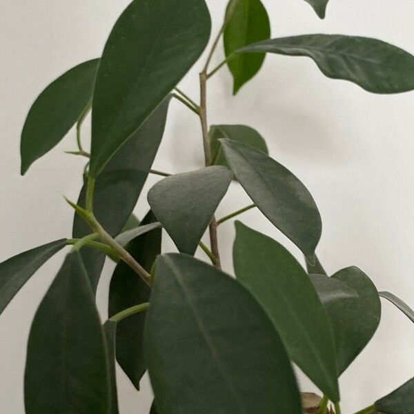 Ficus retusa 葉