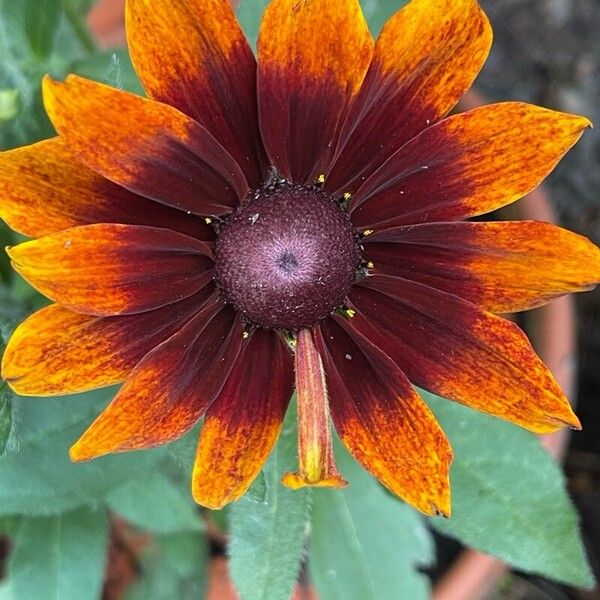 Rudbeckia hirta Blüte