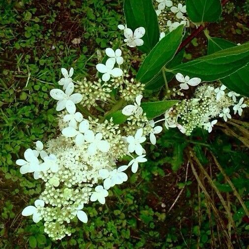 Hydrangea paniculata Květ