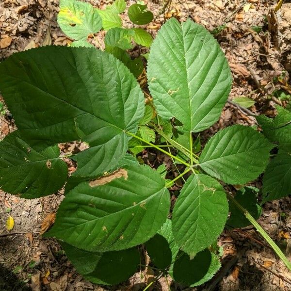 Rubus canadensis برگ