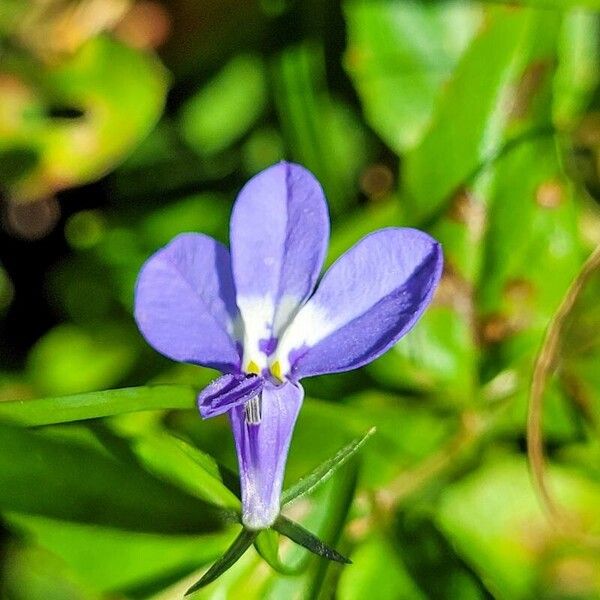 Lobelia erinus Цветок