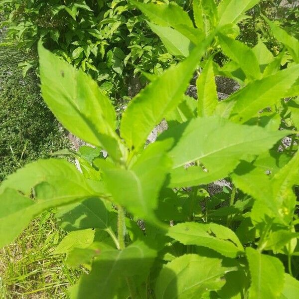 Helianthus tuberosus Lapas