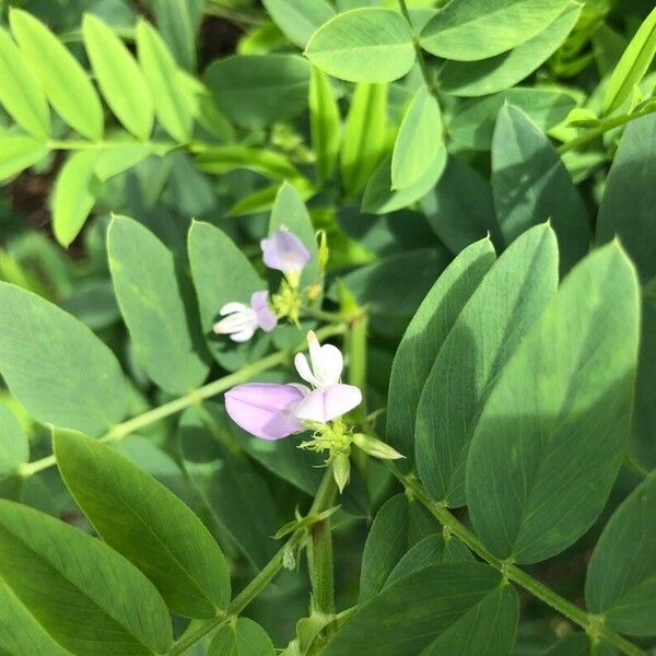 Galega officinalis Blüte