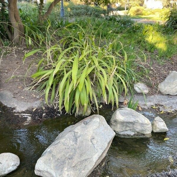 Setaria palmifolia Hàbitat