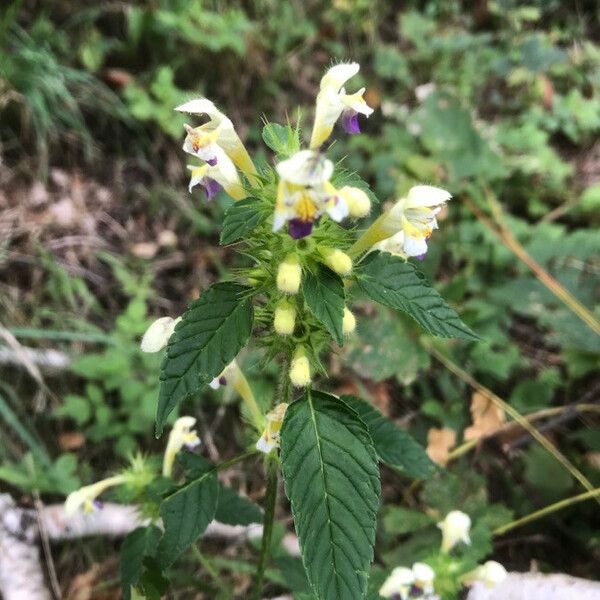 Galeopsis speciosa Flower