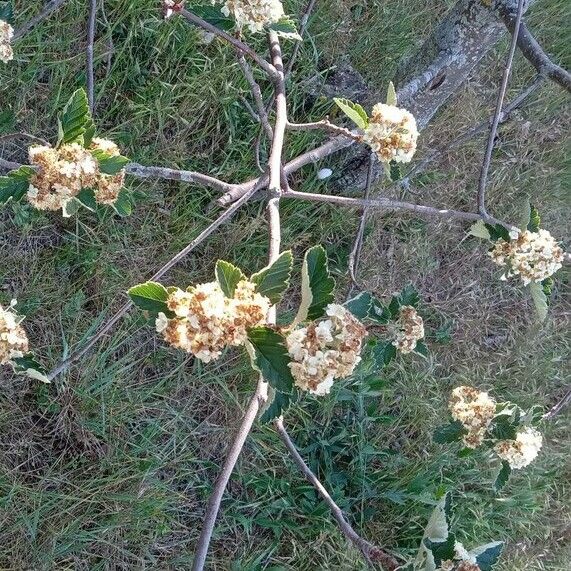 Sorbus intermedia Habit