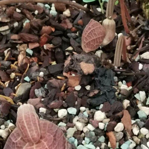 Aristolochia arborea Blomst