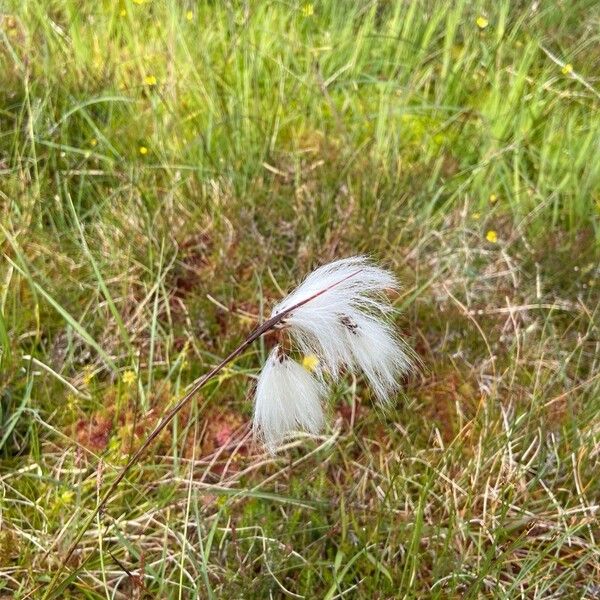 Eriophorum angustifolium Цветок